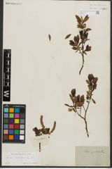 Foto von Salix waldsteiniana Willd.